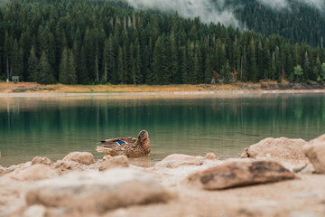 Beautiful duck in the lake in front of a mountains and green trees