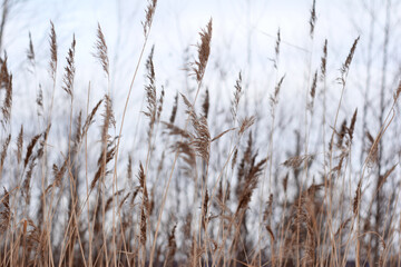 Dry grass on dim winter background