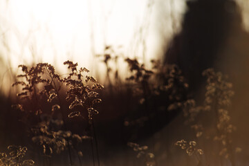 Obraz premium Meadow grass, autumn, rays of the setting sun, back light