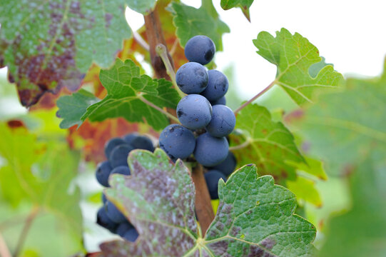 Uvas para vino tinto, vi&ntilde;edo en Quer&eacute;taro M&eacute;xico / Grapes for red wine, vineyard in Quer&eacute;taro Mexico