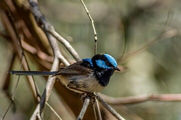  Blue Wren 