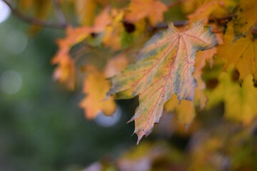 autumn leaves in the forest