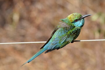 blue tailed bee eater