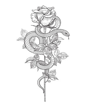 Vector Twisted Snake and Rose Bud