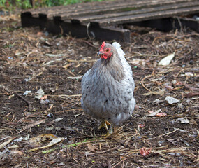  Friendly grey hen in a farmyard is a good egg producer as well as keeping bugs under control by constant scratching.