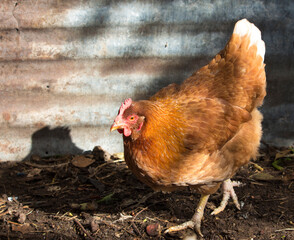 Friendly  ISA Brown  hens , hybrid type of Sex Link chicken by crossing Rhode Island Reds and Rhode Island Whites, is a  high egg production pet with cluckiness out bred to ensure 300 eggs a year.