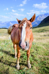 Horse in a meadow in the mountain valley. Mountains landscape in summer.Pyrenees.Spain