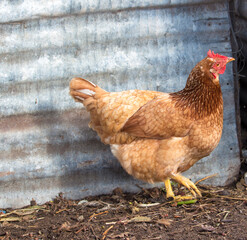 Friendly  ISA Brown  hens , hybrid type of Sex Link chicken by crossing Rhode Island Reds and Rhode Island Whites, is a  high egg production pet with cluckiness out bred to ensure 300 eggs a year.