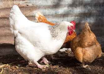 White leghorn hen a large  very athletic, hardy, non-sitter which lays very nice large white eggs ...
