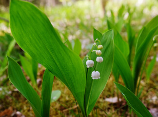 Fototapeta premium Lilies of the valley in the forest