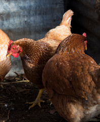 Friendly  ISA Brown  hens , hybrid type of Sex Link chicken by crossing Rhode Island Reds and Rhode Island Whites, is a  high egg production pet with cluckiness out bred to ensure 300 eggs a year.