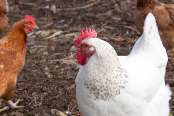 White leghorn hen a large  very athletic, hardy, non-sitter which lays very nice large white eggs  and is a welcome addition to the flock of Isa Brown hens.