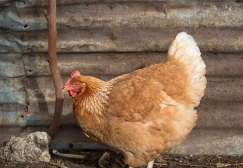 Friendly  ISA Brown  hens , hybrid type of Sex Link chicken by crossing Rhode Island Reds and Rhode Island Whites, is a  high egg production pet with cluckiness out bred to ensure 300 eggs a year.