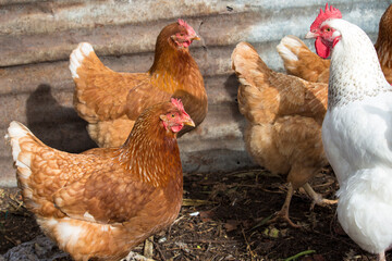 Friendly  ISA Brown  hens , hybrid type of Sex Link chicken by crossing Rhode Island Reds and Rhode Island Whites, is a  high egg production pet with cluckiness out bred to ensure 300 eggs a year.