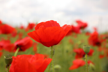 Naklejka premium Beautiful red poppy flowers growing in field, closeup