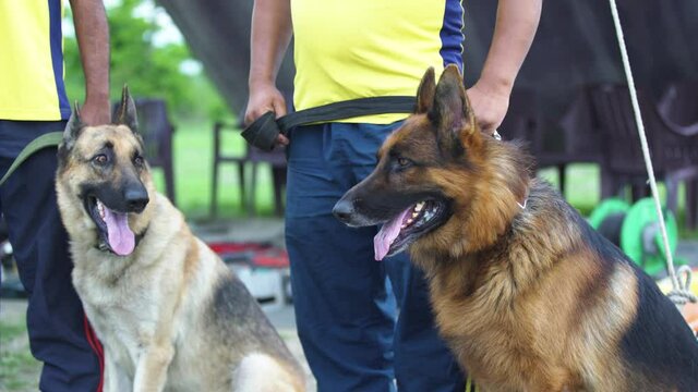 Highly trained Disaster Search Dog (DSD) teams training dogs to  response efforts to save lives in the face of terrorist attacks, earthquakes and floods . 