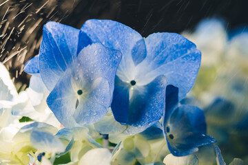 Blue beautiful hydrangea flowers in rain
