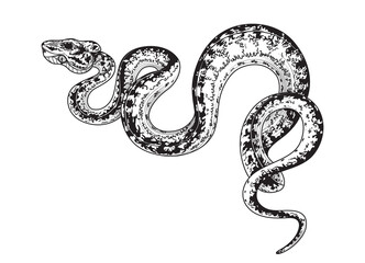 Vector Hand Drawn Monochrome Spotted Snake