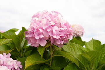 Pink flower of hortensia, green leaves, copy space for text. Beauty of nature.