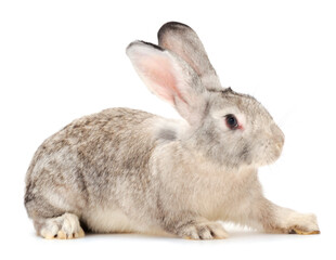 Gray rabbit isolated.