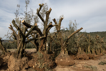 uprooted mature olive trees