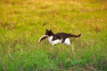 nimble a fisherman cat proudly carries a large striped bass caught in its teeth across a green clearing