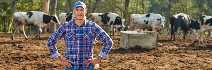 Naklejka na ściany i meble Farmer is working on farm with dairy cows
