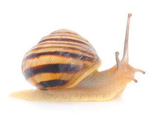 Garden Snail isolated.