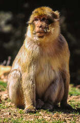 Macaco de Berberia.(Macaca sylvana).Azrou.Atlas Medio. Marruecos.