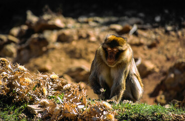 Obraz premium Macaco de Berberia.(Macaca sylvana).Azrou.Atlas Medio. Marruecos.