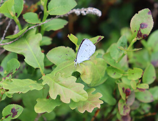 cabbage butterfly (peris brassicae) on a green oak leaf