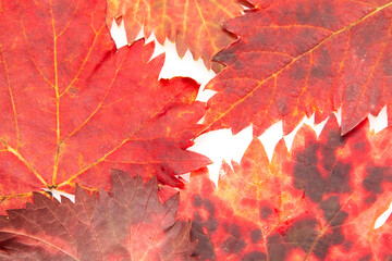 red autumn vine leaf as background
