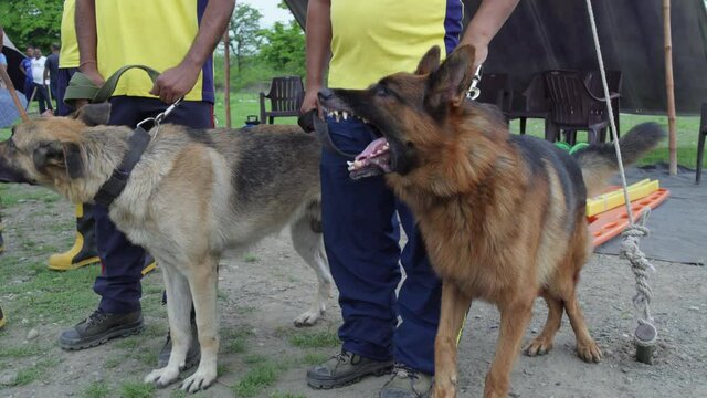 Highly trained Disaster Search Dog (DSD) teams training dogs to  response efforts to save lives in the face of terrorist attacks, earthquakes and floods . 