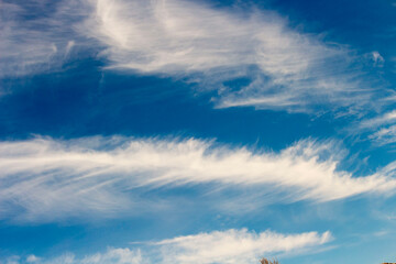 Naklejka na ściany i meble High white wispy cirrus clouds with cirro-stratus in the blue Australian sky in late winter sometimes called mare's tails indicate fine weather now but stormy changes coming within a couple of days.