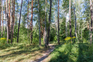 Fragment of the mixed deciduous and coniferous forest