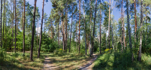 Panorama of mixed deciduous and coniferous forest with footpaths