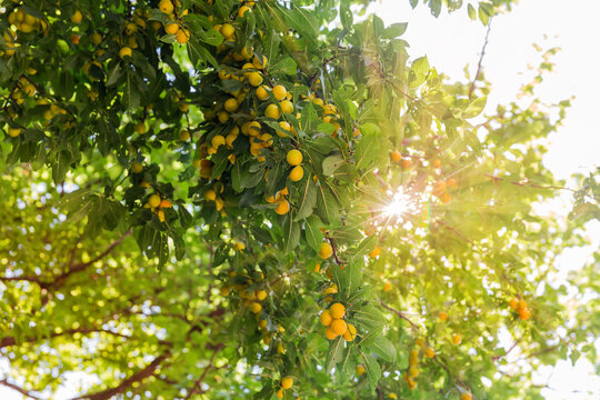 Yellow cherry plum harvest on branches with the sun backlight