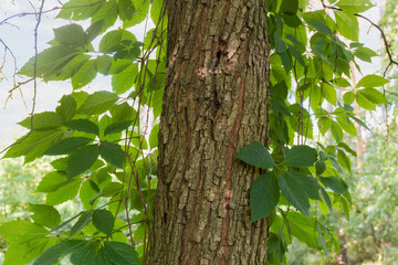 Maiden grapes stems twine along the tree trunk