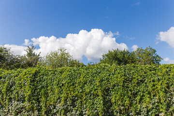 Fototapeta na wymiar Hedge made with climbing Maiden grapes against the sky