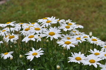 Fototapeta premium Margeriten im Garten