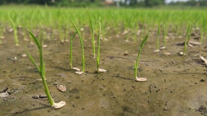 landscapes of seedling