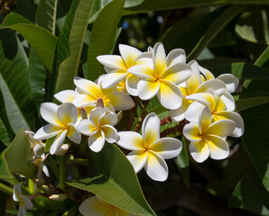 Fototapeta na wymiar Spectacular fragrant pure white scented blooms with yellow centers of exotic tropical frangipanni species plumeria plumeria flowering in summer adds fragrant charm to an urban street scape.