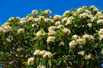 Spectacular fragrant pure white scented blooms  with yellow centers of exotic tropical  frangipanni species plumeria plumeria  flowering in summer adds fragrant charm to an urban street scape.