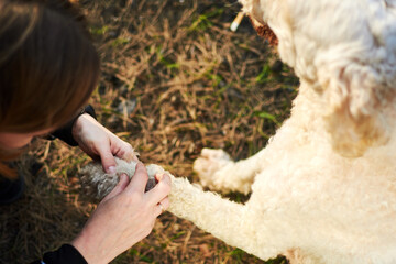 Look for a tick on a dog. A woman examines a dog in the park.