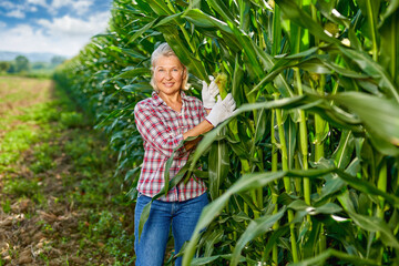 Mature woman farmer at corn harvest.