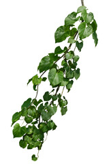 Vine plant ivy isolated on white background. Clipping path