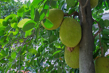 Jackfruit on tree in garden