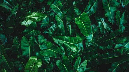 closeup tropical green leaves nature in the garden and dark tone background concept, tropical leaf, nature background Green leaves pattern background,