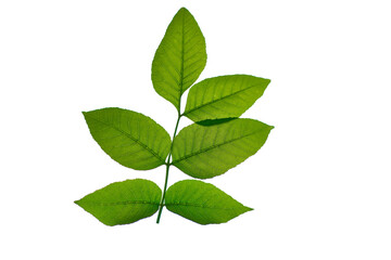 Green leaf of a tree on a white background. Isolated.