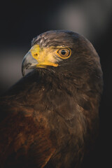 Male Harris Hawk ( Parabuteo unicinctus ) close up of head and beak.